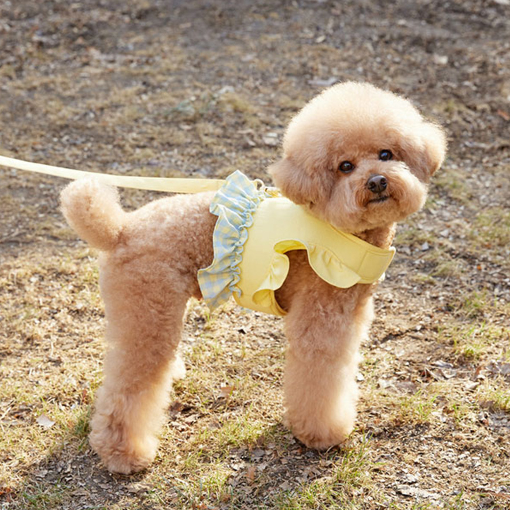 Dog Color Contrast Traction Ro - Lace Teddy Lingerie avis et prix